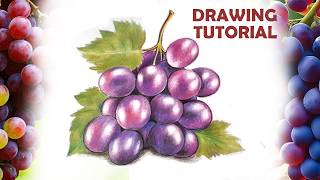 How to Draw Grapes | Grapes fruit drawing tutorial step by step | Realistic fruit drawing tutorial