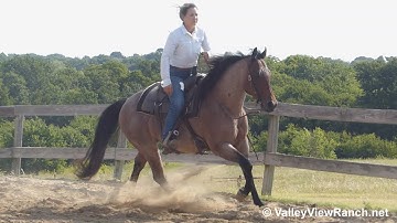 Barons Frosted Boon - walk, jog, lope, stops turns! - ValleyViewRanch.net