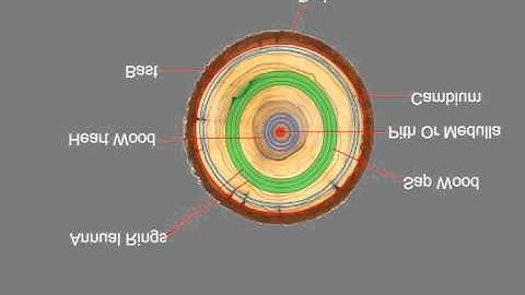 Structure of Timber Tree