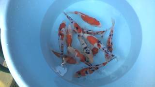 Indonesia Koi Fish [sanke, kohaku, bekko]