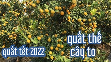 lại là những vườn quất thế đẹp bán tết 2022 , quất thế, quất tết 2022
