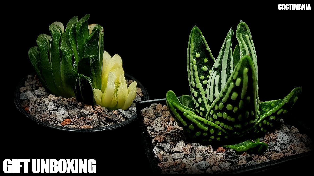 Cactus & Succulent Birthday Gift Unboxing - Lots of Stunning Haworthia
