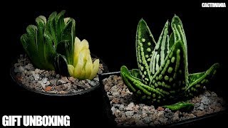 Cactus & Succulent Birthday Gift Unboxing  Lots of Stunning Haworthia