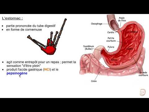 Biologie 20 : Le système digestif