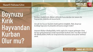 Boynuzu Kırık Hayvandan Kurban Olur Mu?