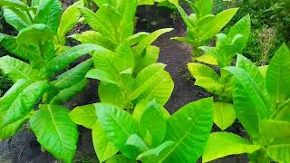 СПОКОЙНО О ТАБАКЕ 🙋🌱 Выращивание табака на огороде! 👍