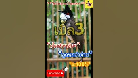 เสียงนกกรงหัวจุกเบิ้ล3 | เบิ้ล3ช้าๆชัด | ลูกนกจำง่าย #นกกรงหัวจุก #เสียงนกกรงหัวจุก #นกเบิ้ล #birds