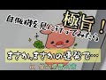 【極旨】ヤバい自販機を見に行ってみたー！そしたらまさかの…？NuMBerS / ナンバーズ