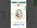 🔬 Animal Cell – The Building Block of Life #shorts #youtubefeed #youtubeshorts #cell #biology #gs