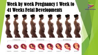 Week by week Pregnancy 1week to 41 weeks|baby development|Fetal Developments|#pregnancy#gynecologist