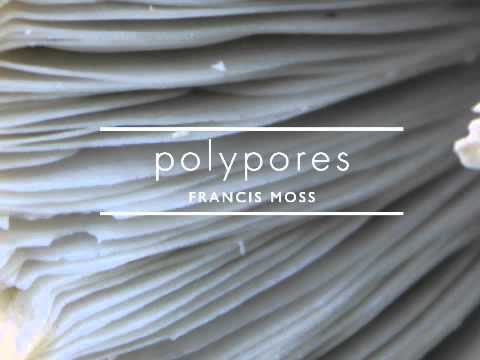 Francis Moss- Mycena, Bleach Scented adlı videoyu YouTube'da izle Francis Moss- Mycena, Bleach Scented adlı videoyu YouTube'da izle