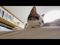 お父さんにお気に入りの場所で愛でてほしい猫