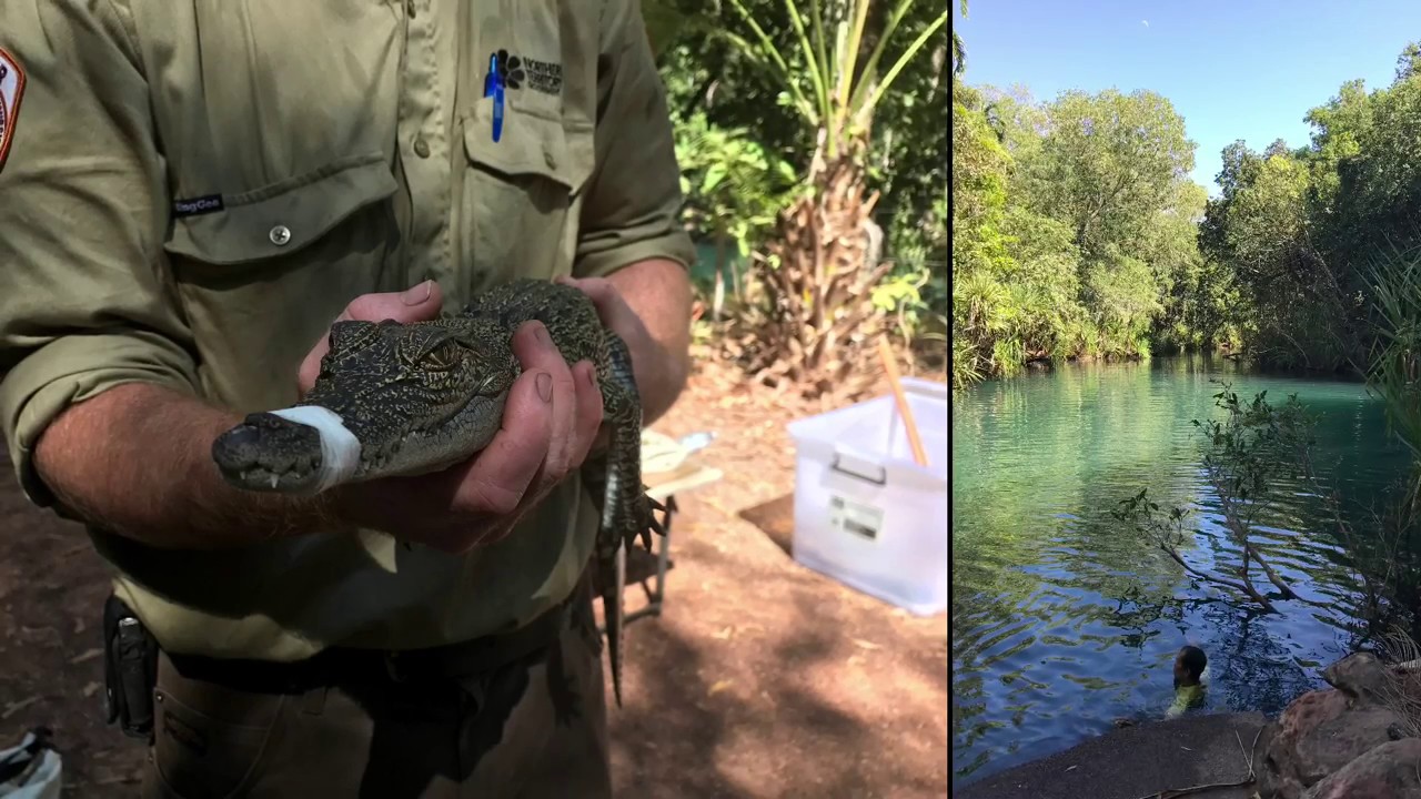 IH Darwin excursion to Berry Springs & Mindil beach sunset YouTube