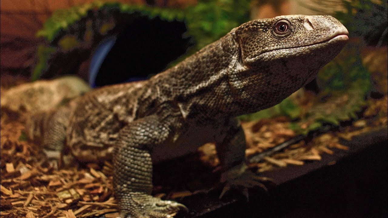 Pet Reviews: Savannah Monitor - YouTube