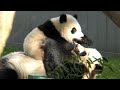 🐾🎋Xiao Qi Ji: Mama look at me! I eats my boo! I sits in rolly rocker! Now play with me!💫🐼💕