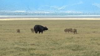 Lions attack Cape buffalo in Ngorongoro Crater, Tanzania 1st of 4 DSCN1356