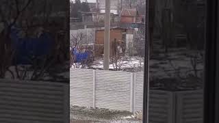 Русские Войска Воруют Кур По Дворам