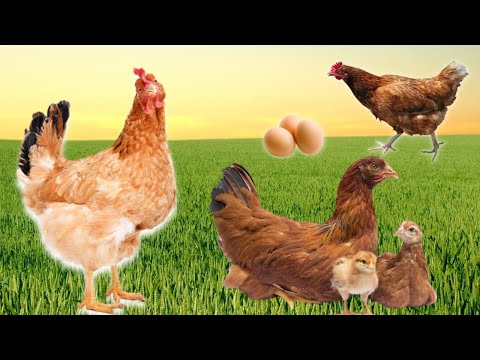Video: Kuidas hoolitseda Jaapani siidise kana (Silkie) eest