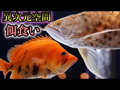 Super maniac large fish eating food! Talking about the charm