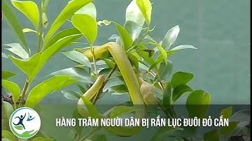 Hàng trăm người dân bị rắn lục đuôi đỏ cắn