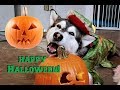 My Dogs | Costume Reveal | Carving A Pumpkin