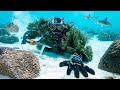 Ghillie suit spearfishing 100ft deep with sharks totally surrounded