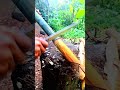 pusaka cobra hitam yang kuat