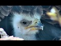 DECORAH EAGLES ◕ EAGLETS 🐣🐣 PRICELESS!!! ◕ EAGLET CUTENESS OVERLOAD ◕ PRECIOUS MOMENTS ◕