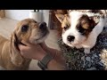 Bromance Between These Two Dogs Transcends Generations (Part 1) | Kritter Klub
