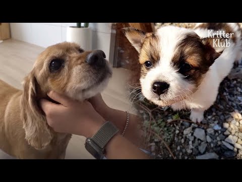Video: Kādi saldēti dārzeņi saņem jūsu suni