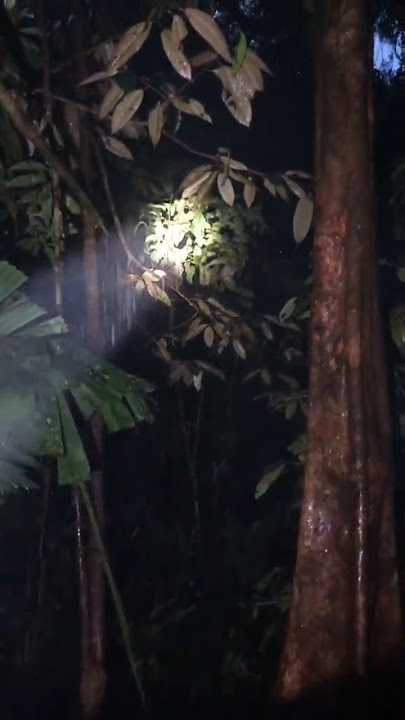 Suara yg di takuti ketika di hutan kalimantan,📍#suarahutan #kalimantan #hutankalimantan #kalbar