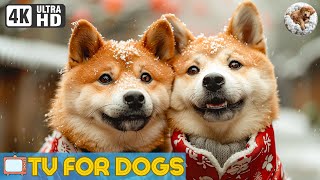 8 Hours of TV For Dogs 🐶 Relax Bored Dogs Music | 4K Dog TV Make Dogs Merrier | Concentration Music