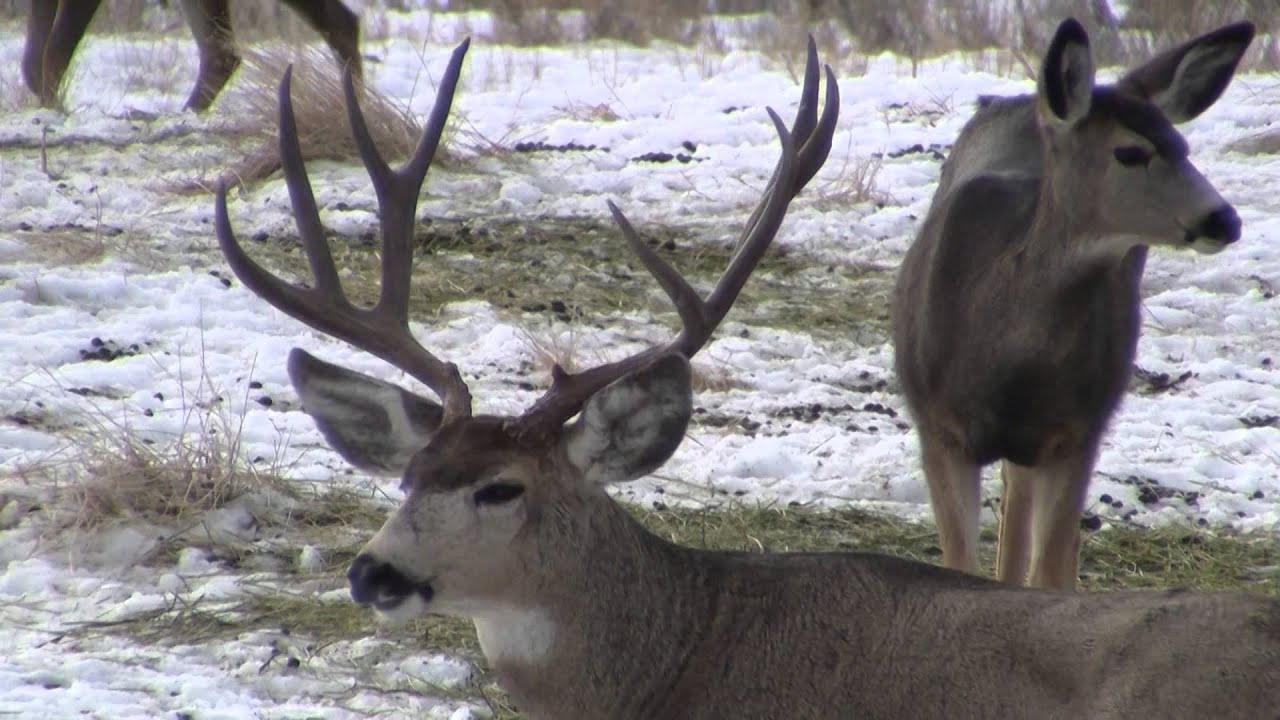 Cervid Deer Big Breasts Female