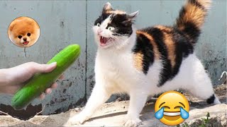 LOS MEJORES SUSTOS GATOS VS PEPINOS LINDOS GATOS 33# 😂 pais de animales