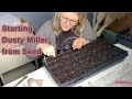 Starting Dusty Miller from Seed