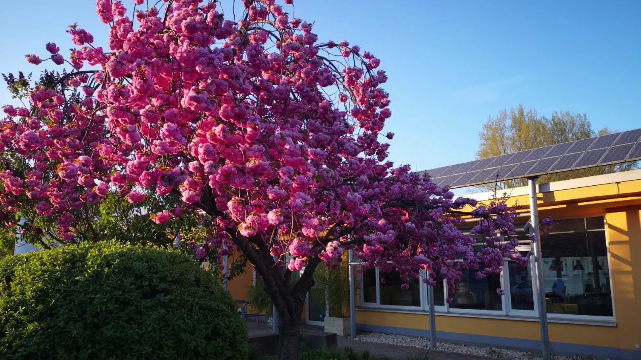 Tu știi cât Te-am iubit de mult | Grup Surori Voitinel & Sami