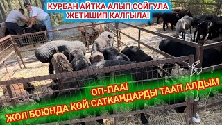 КУРБАН АЙТКА союштар БАР // ЖОЛДУН БОЮНДА САТЫЛАТ КОЙ-ЭЧКИ