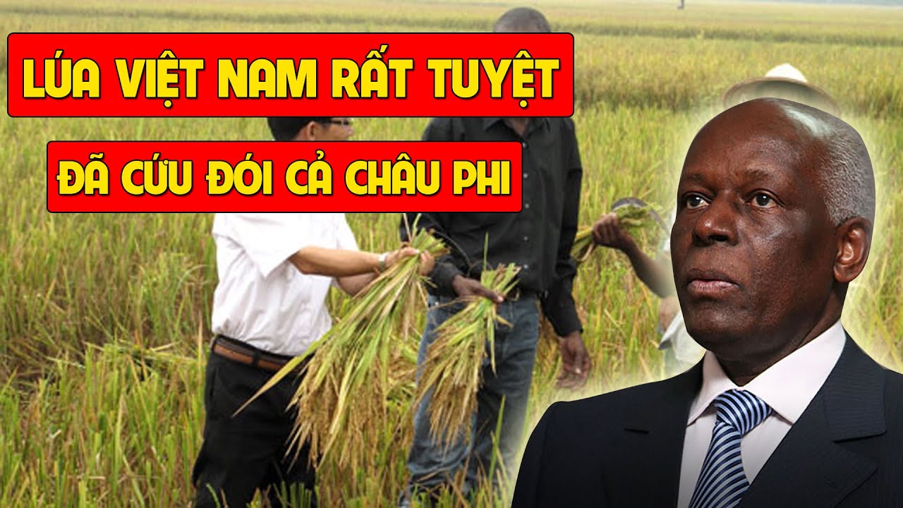 Amazed When Vietnamese Rice Grows And Saves Africa From Hunger - YouTube