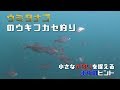 ウミタナゴのウキフカセ釣り　小さなアタリを捉える！