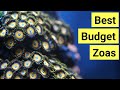 Top 7 (Affordable) Zoas