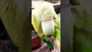 #parrot