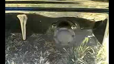 Supertrapp Muffler 10 Discs Honda Civic start up