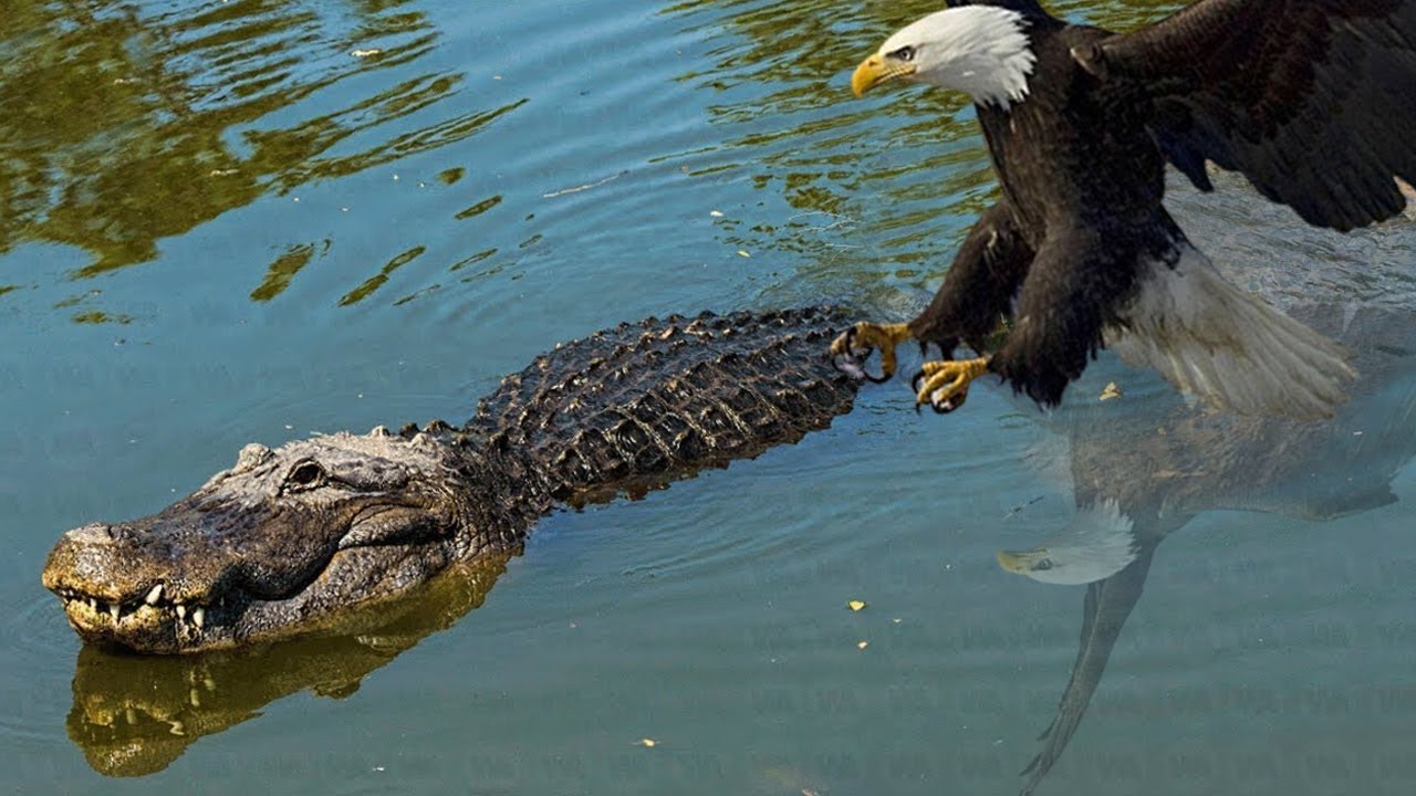 It's Amazing.. This Crocodile Fought With The Eagle, But What Happened Was Unexpected!! - YouTube