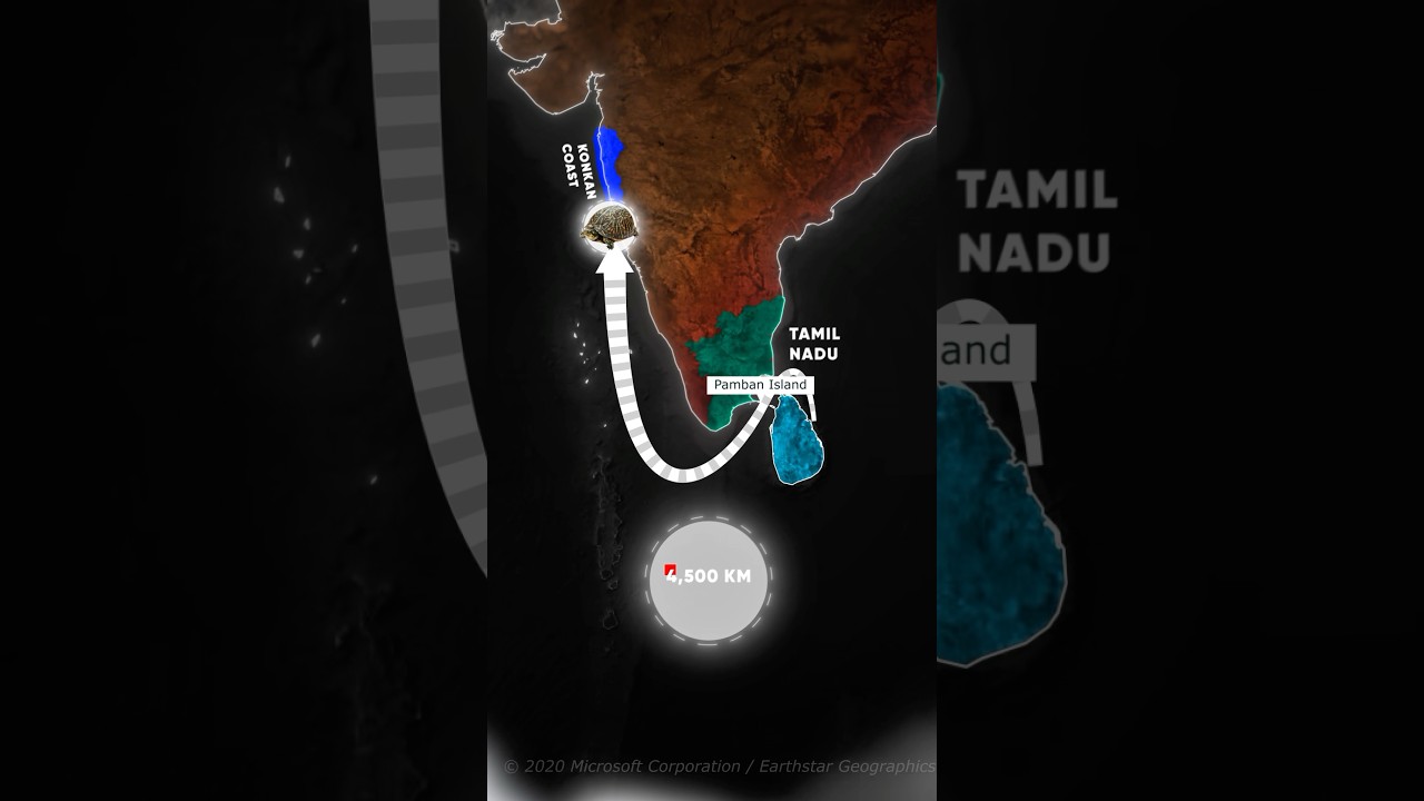 Turtle 03233: India’s Record-Breaking Sea Voyage! From Odisha to Maharashtra | Olive Ridley !
