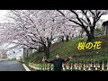 Cherry Blossoms in full bloom / Sakura / Hubby&#39;s day out #nature #japan #sakura