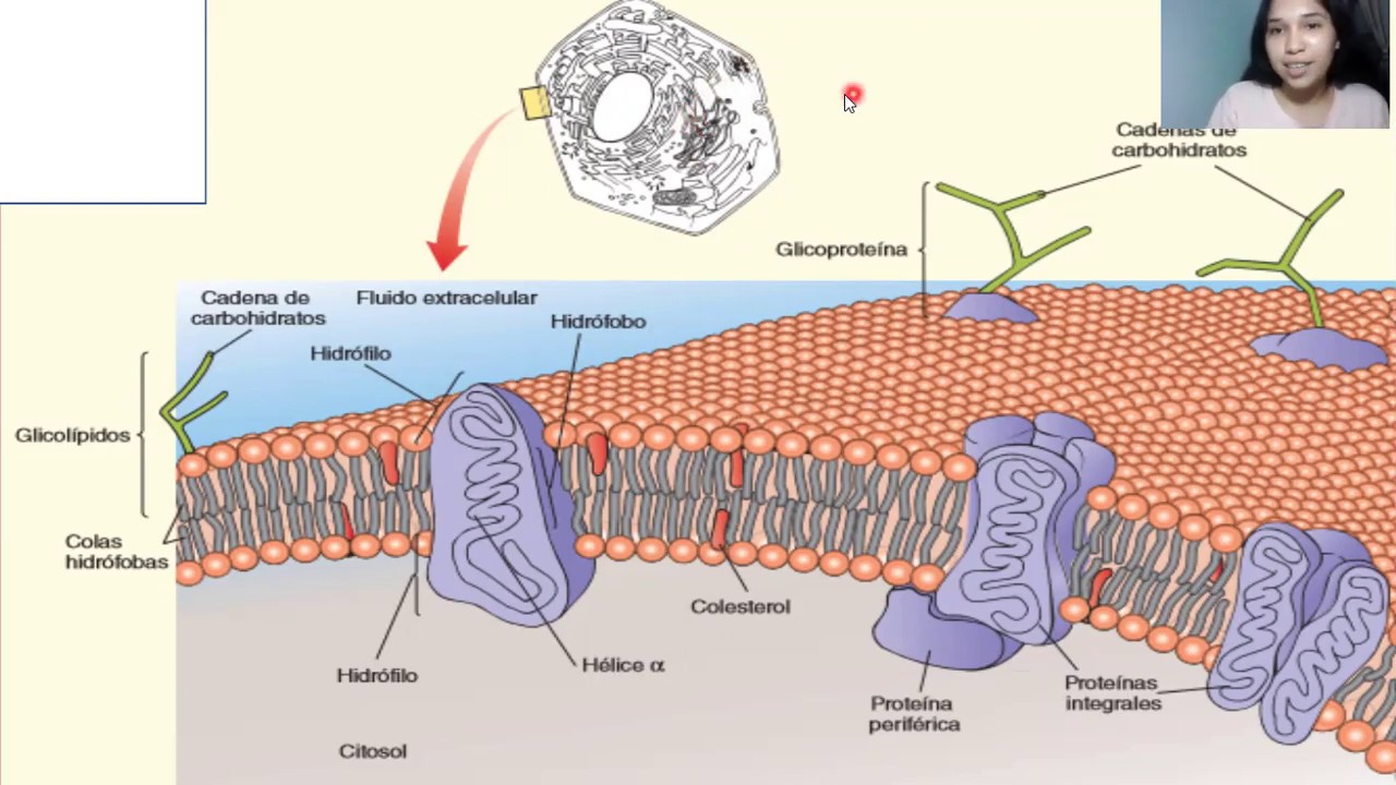 Cual es la funcion de la membrana plasmatica