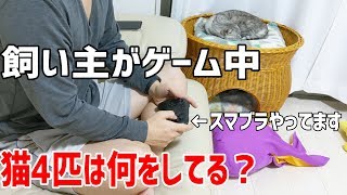 飼い主がスマブラで遊んでいるときの猫4匹の様子