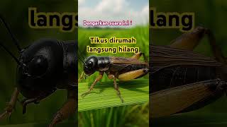 Suara jangkrik pengusir tikus #jangkrikpengusirtikus #tikus #insects #wildlife #nature #bug #bee
