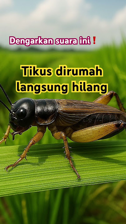 Suara jangkrik pengusir tikus #jangkrikpengusirtikus #tikus #insects #wildlife #nature #bug #bee
