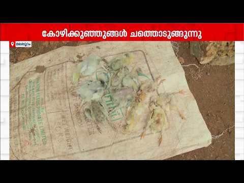 കൃത്രിമ ചൂട് ലഭിക്കാതെ കോഴിക്കുഞ്ഞുങ്ങൾ ചത്തൊടുങ്ങുന്നു! പവർകട്ടിൽ പ്രതിസന്ധിയിലായി കോഴി കർഷകർ